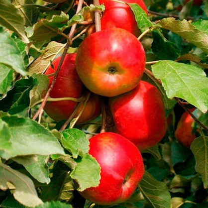 Яблоня колоновидная «Останкино»