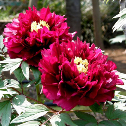 Пион древовидный