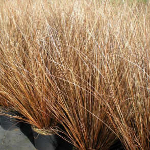 Осока «Битлс»