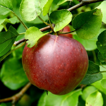 Яблоня «Джумбо Помм»