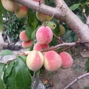 Персик «Мичуринский»