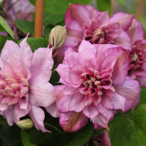 Клематис «Инносент Гланс»