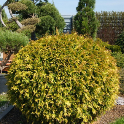Туя западная «Голден Глоб»