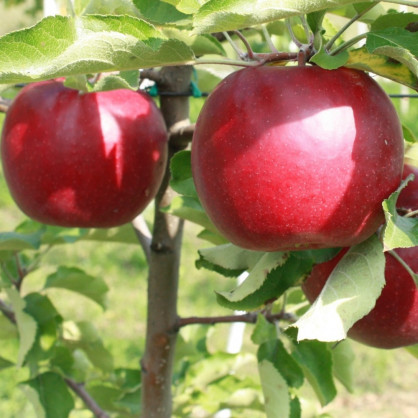 Яблоня «Женева»