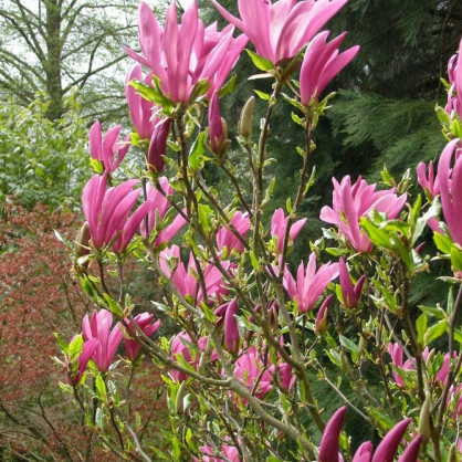 Магнолия «Сьюзан»