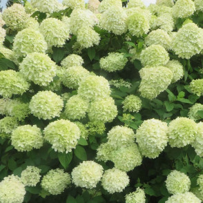 Гортензия метельчатая «Литл Лайм»