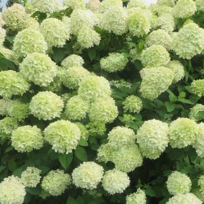 Гортензия метельчатая «Литл Лайм»