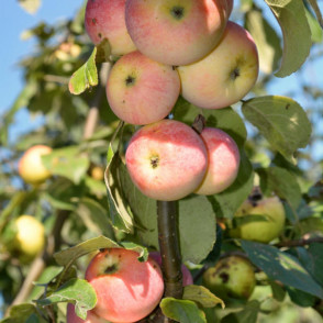 Яблоня колоновидная «Зеленый шум»