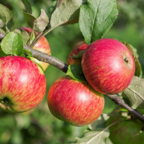 Яблоня «Медуница»