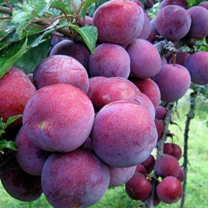 Слива «Лето»