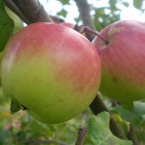 Яблоня «Богатырь»