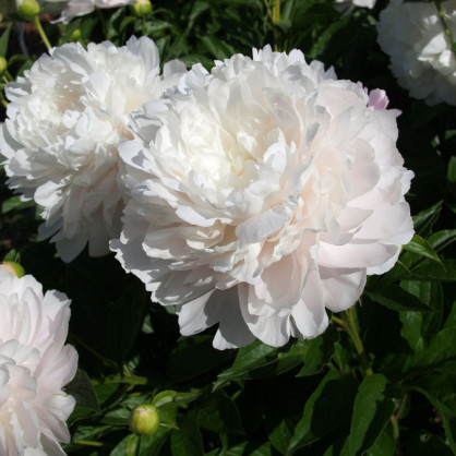 Пион «Мун стоун»