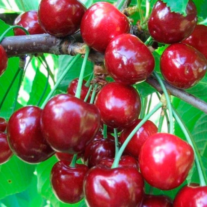 Черешня «Веда»