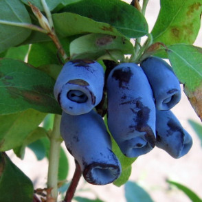Жимолость «Голубой десерт»