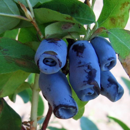 Жимолость «Голубой десерт»