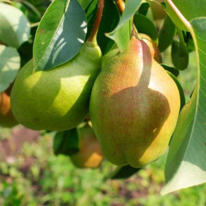 Груша «Чудесница»