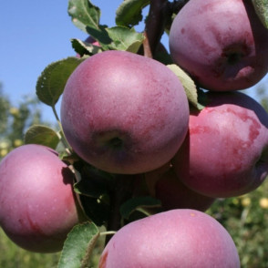 Яблоня «Вильямс Прайд»