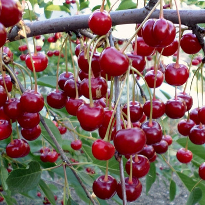 Вишня на штамбе