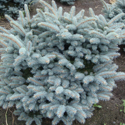 Ель колючая голубая (Picea pungens)