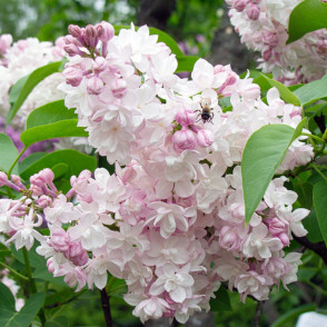 Сирень «Красавица Москвы»