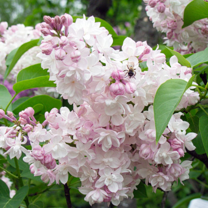 Сирень «Красавица Москвы»