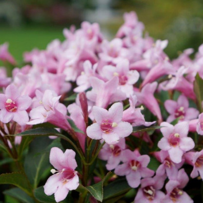 Вейгела «Пинк Поппет»