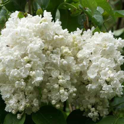 Сирень «Флора»