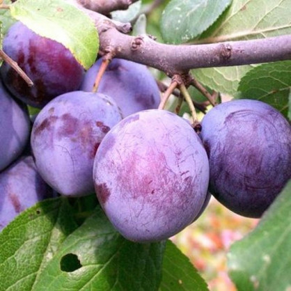 Слива «Кабардинка»