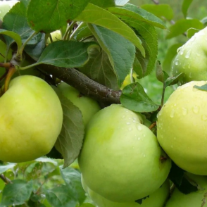 Яблоня «Антоновка»