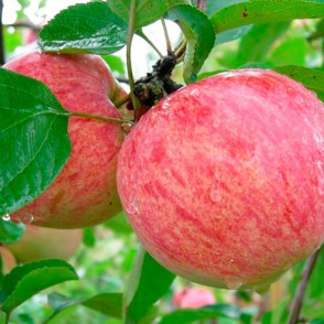 Яблоня «Коричное полосатое»