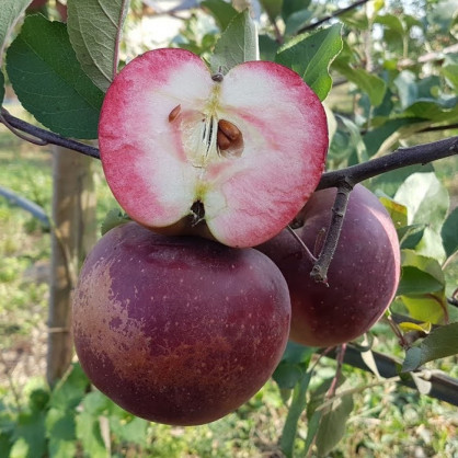 Яблоня «Байя Мариса»