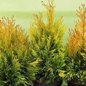 Туя «Голди»