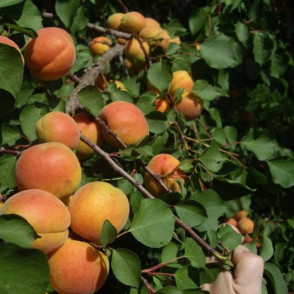 Абрикос «Ульянихинский»