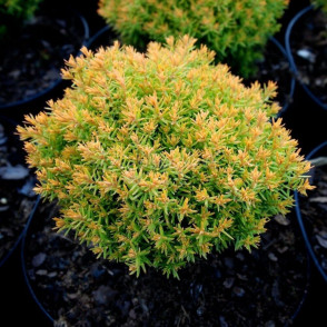 Туя «Анниек»