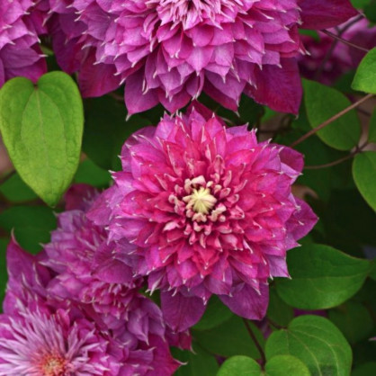 Клематис «Хот Лав»