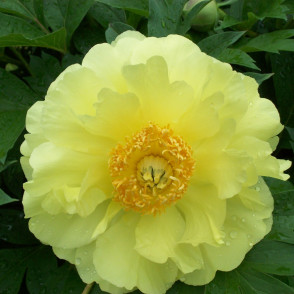 Пион «Еллоу Дубл Денди»