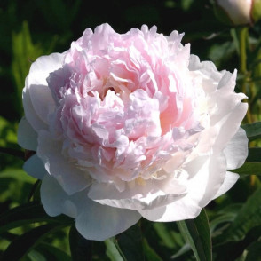 Пион «Соланж»