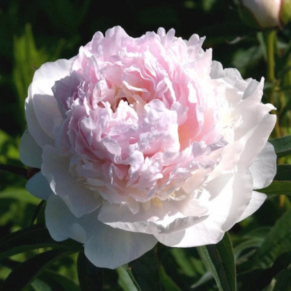 Пион «Соланж»