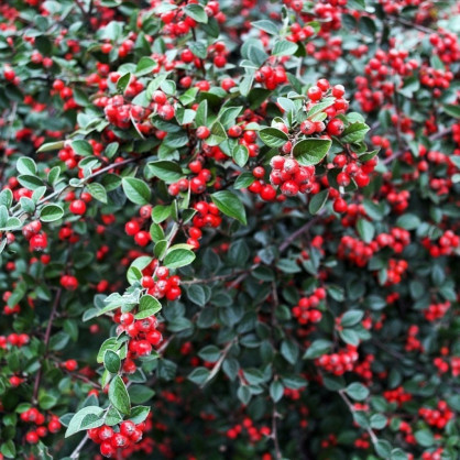 Кизил плодовый