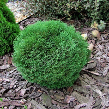 Туя «Тини Тим»