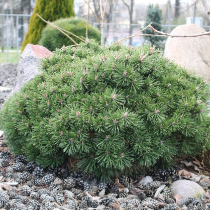 Сосна «Бенджамин» на штамбе
