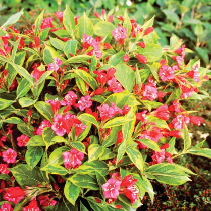 Вейгела «Бригелла»