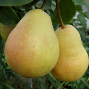 Груша «Скороспелка из Мичуринска»