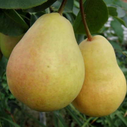 Груша «Скороспелка из Мичуринска»