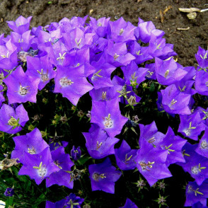 Колокольчик карпатский в ассортименте