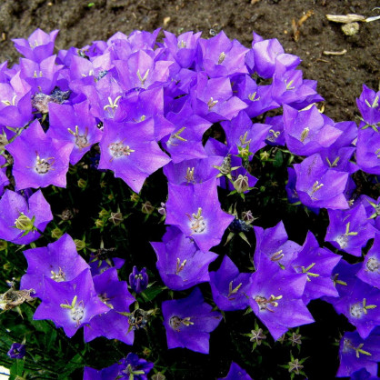 Колокольчик карпатский в ассортименте