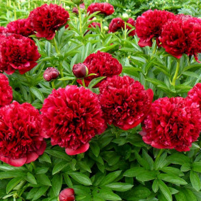 Пион «Ред Грейс»