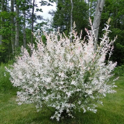 Ива «Хакуро Нишики»