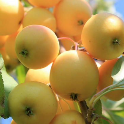 Яблоня «Уральское наливное»