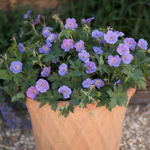 Герань садовая